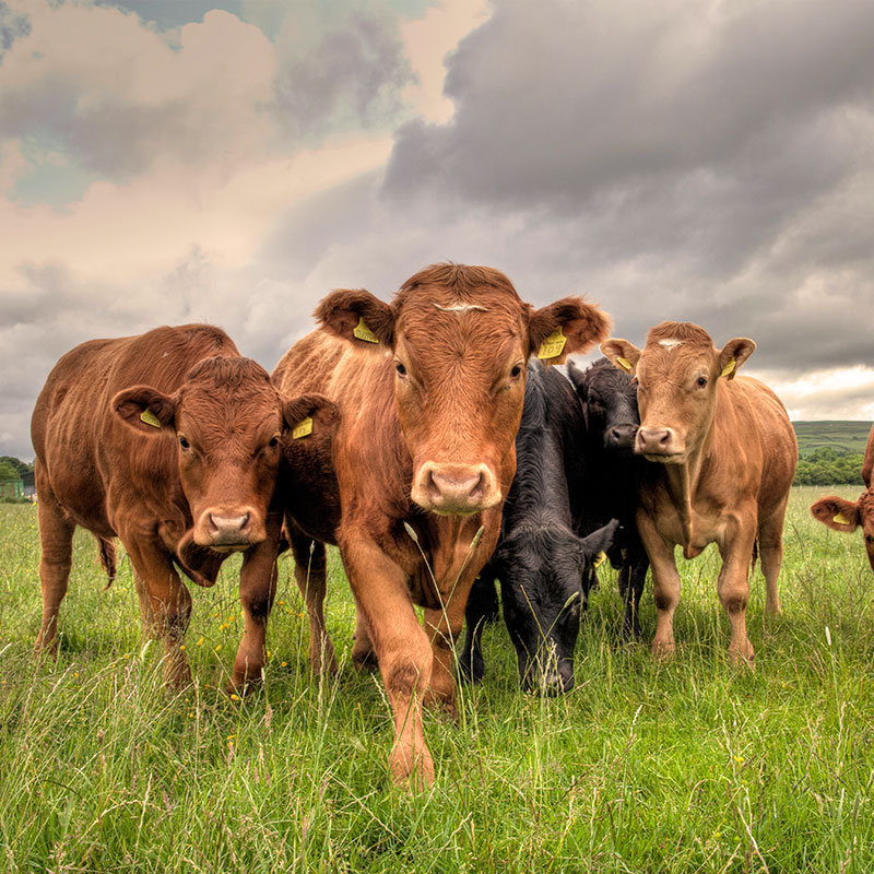 beef cattle in field lit by a sunset