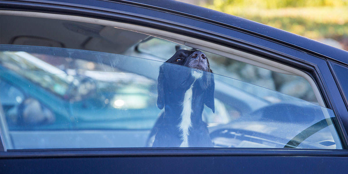 The Dangers of Leaving Pets and Children in Hot Cars in Oklahoma